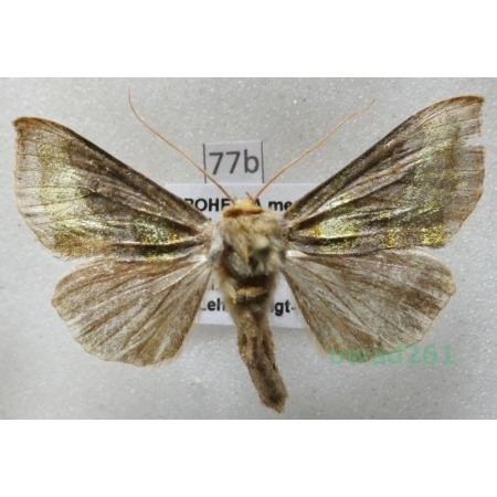 Diachrysia chrysitis (Linnaeus, 1758) Czech77b